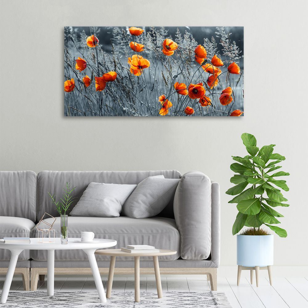 Foto obraz canvas Polny mak