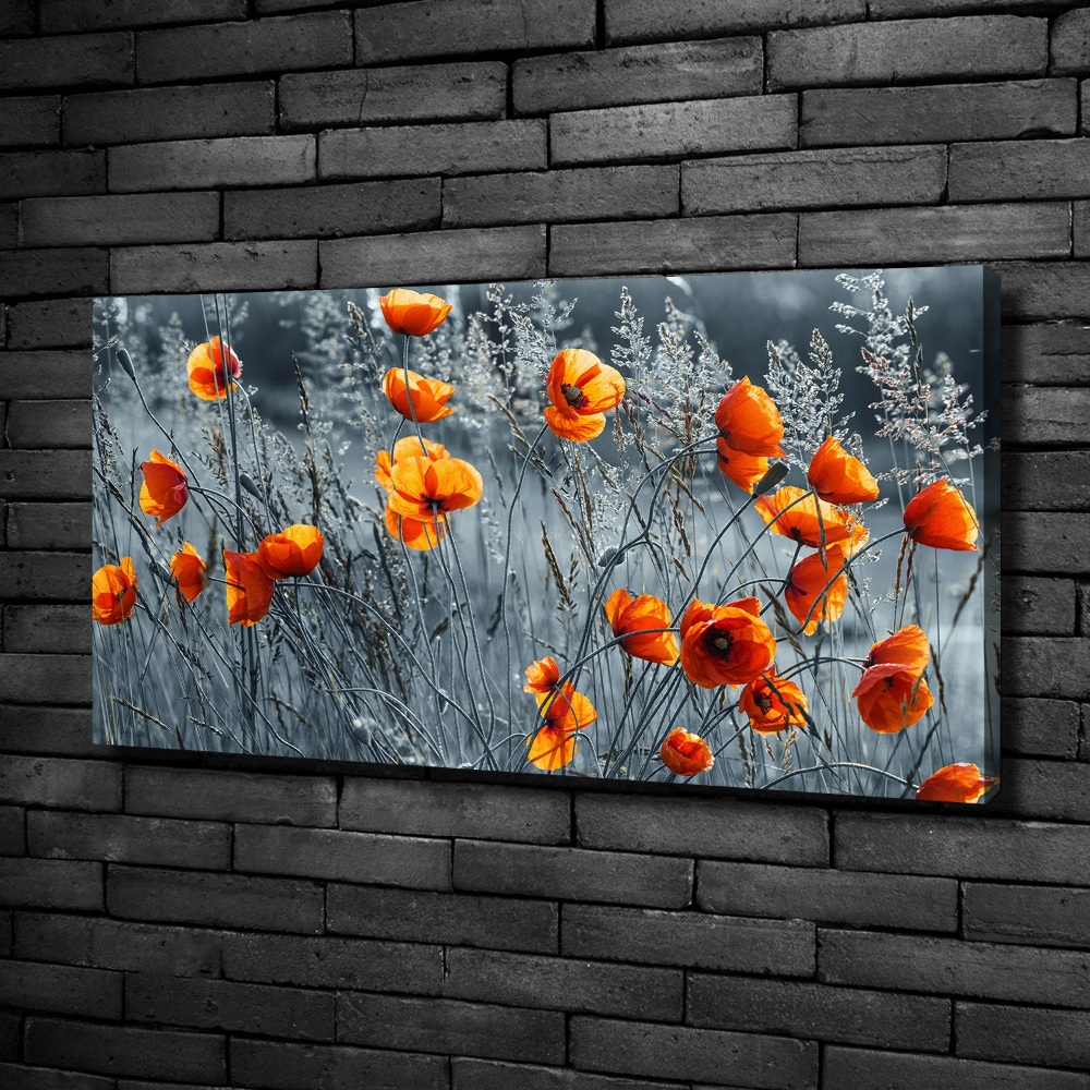 Foto obraz canvas Polny mak