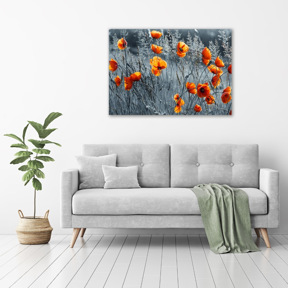 Foto obraz canvas Polny mak