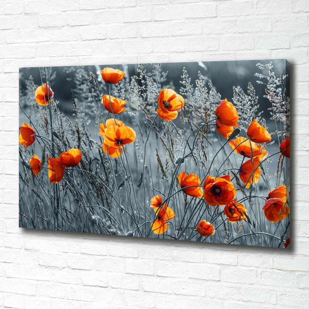Foto obraz canvas Polny mak