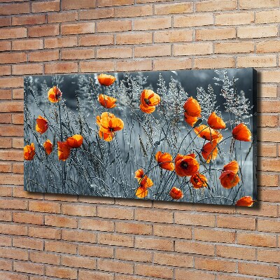 Foto obraz canvas Polny mak