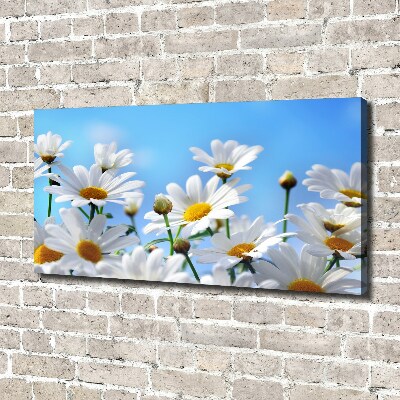 Foto obraz canvas Stokrotki