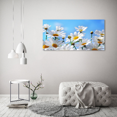 Foto obraz canvas Stokrotki