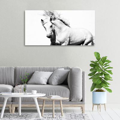 Foto obraz canvas Biały koń