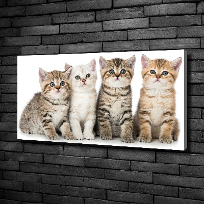 Foto obraz canvas Małe koty