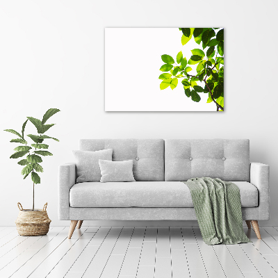 Duży foto obraz na ścianę canvas Liście