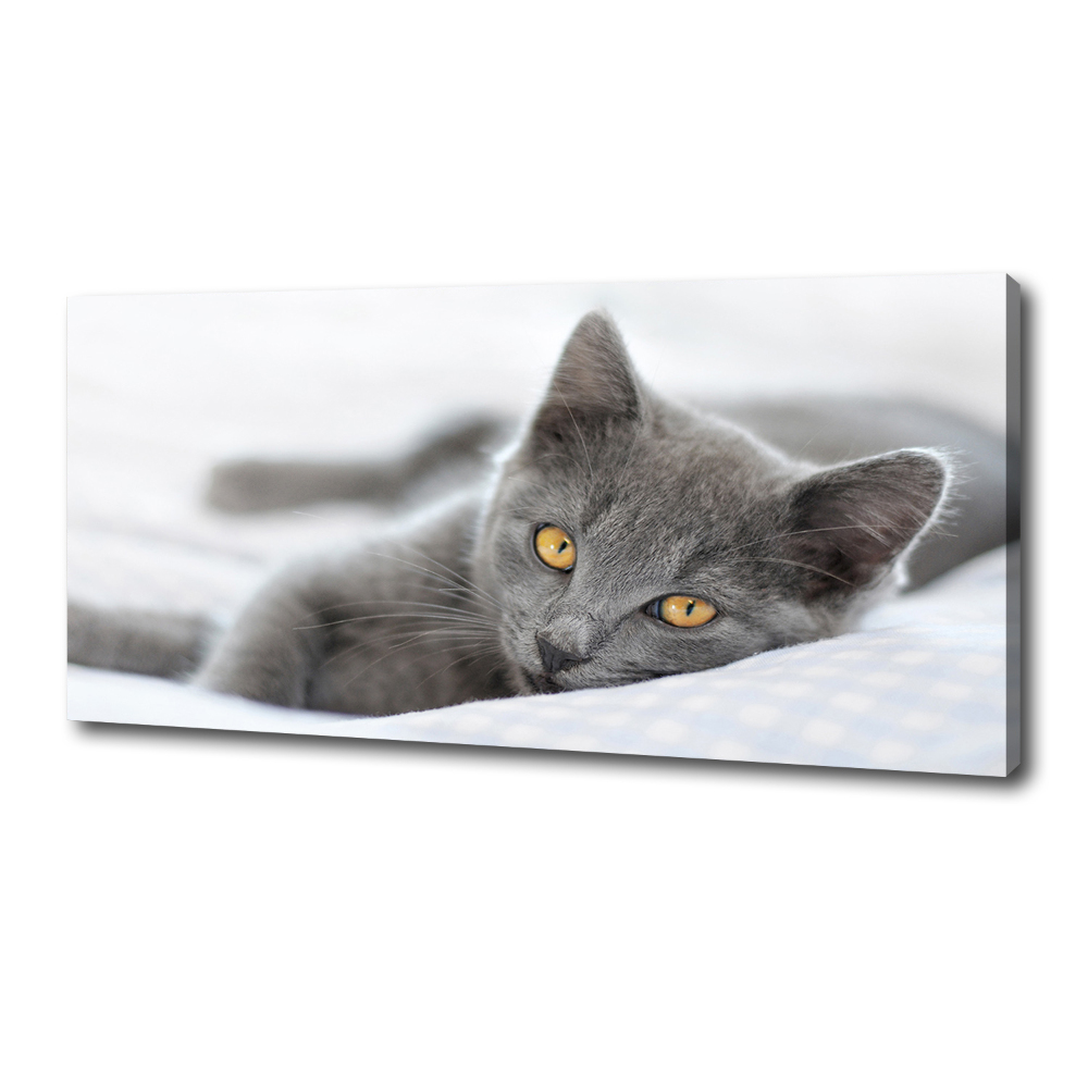 Foto obraz canvas Szary kot