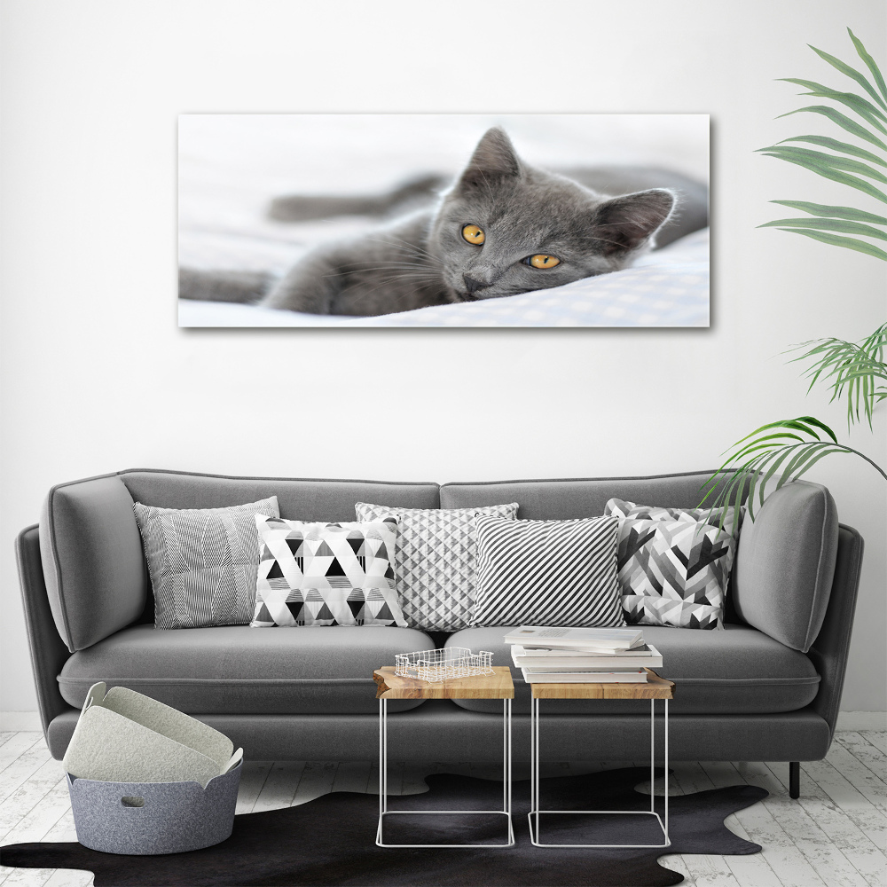Foto obraz canvas Szary kot