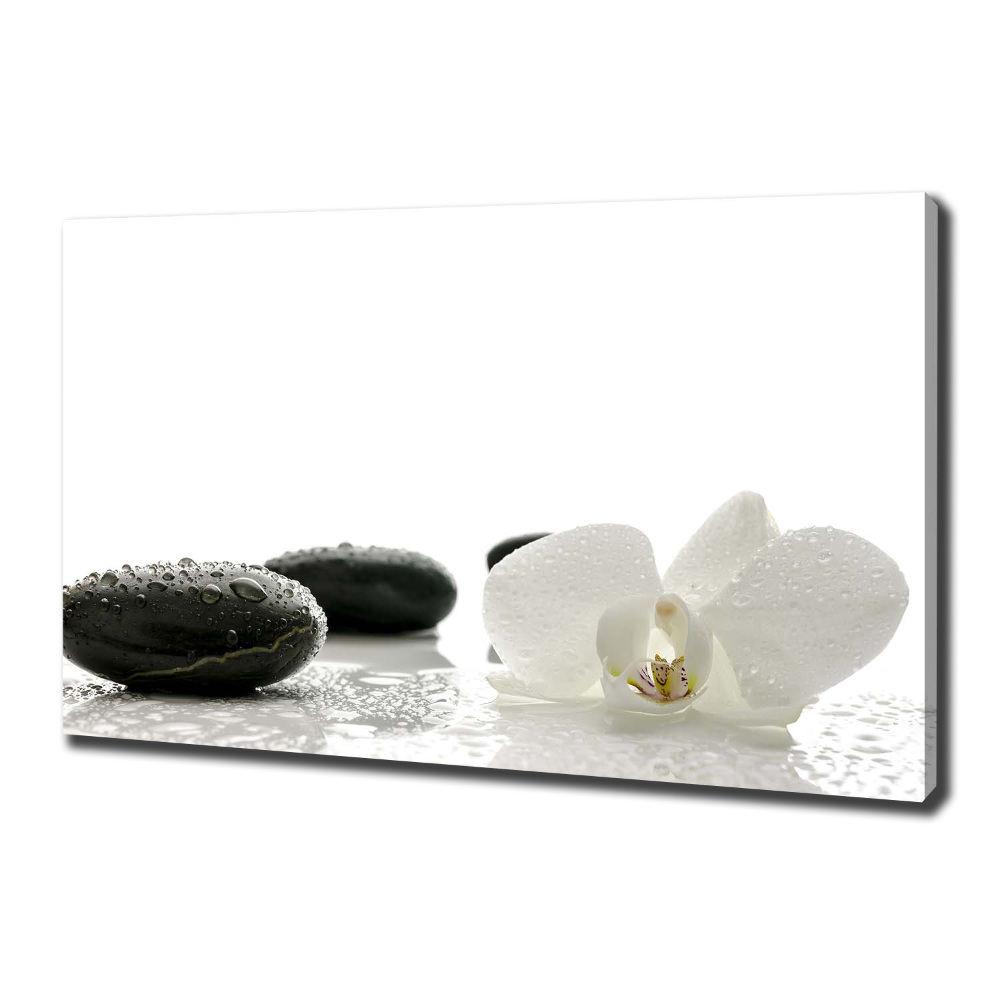 Foto obraz canvas Orchidea