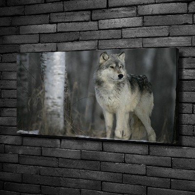 Foto obraz canvas Szary wilk