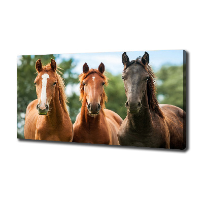 Foto obraz canvas Trzy konie