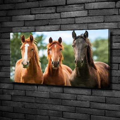 Foto obraz canvas Trzy konie