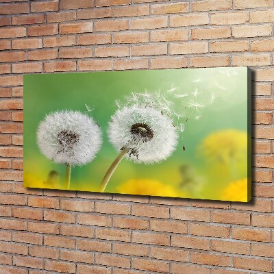 Foto obraz canvas Dmuchawce