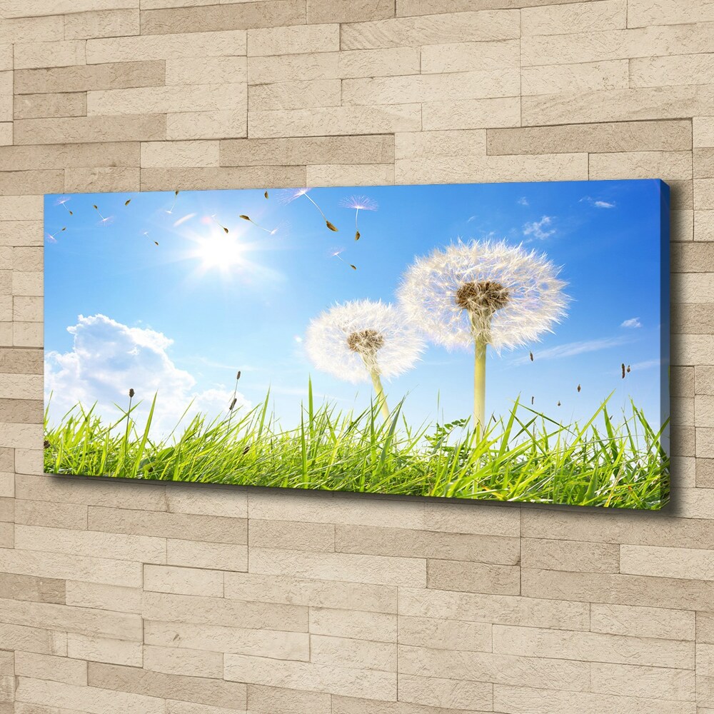 Foto obraz canvas Dmuchawce