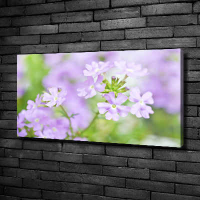 Foto obraz canvas Werbena