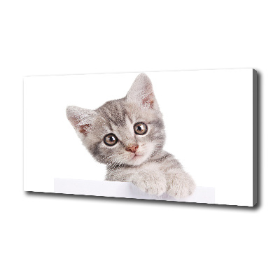 Foto obraz canvas Szary kot