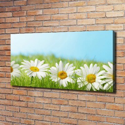 Foto obraz canvas Stokrotki