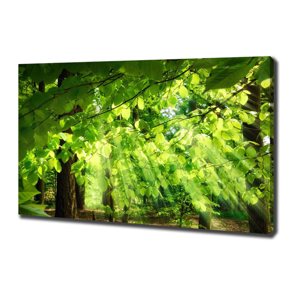 Foto obraz canvas Liście buku