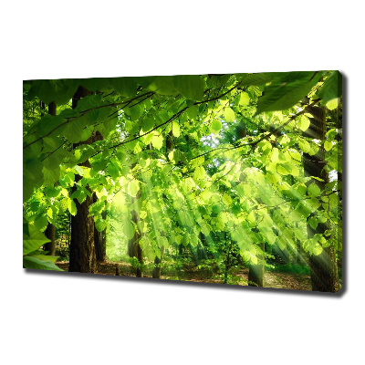 Foto obraz canvas Liście buku