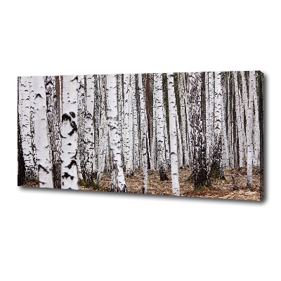Duży foto obraz na ścianę canvas Brzoza
