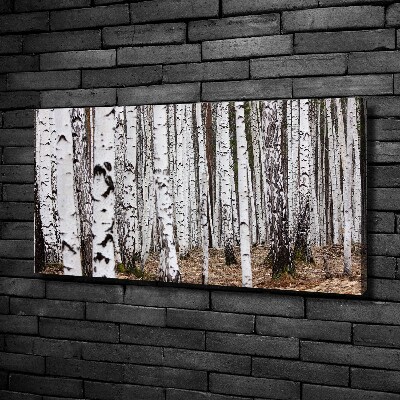 Duży foto obraz na ścianę canvas Brzoza