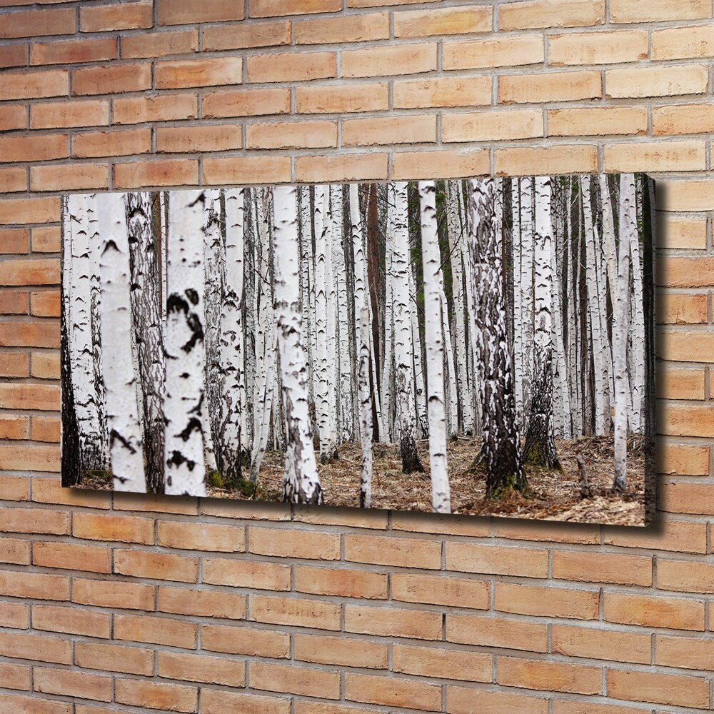 Duży foto obraz na ścianę canvas Brzoza