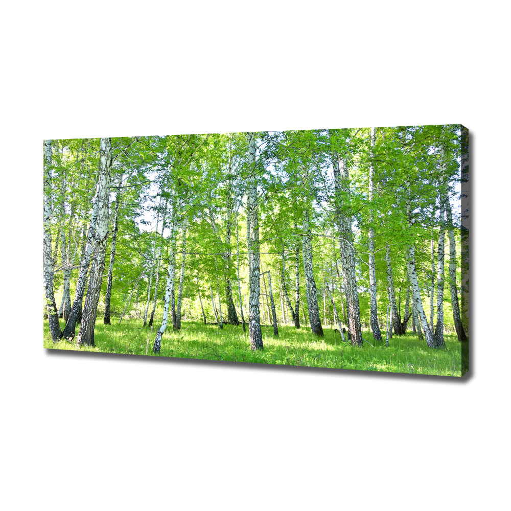 Duży foto obraz na ścianę canvas Brzozy