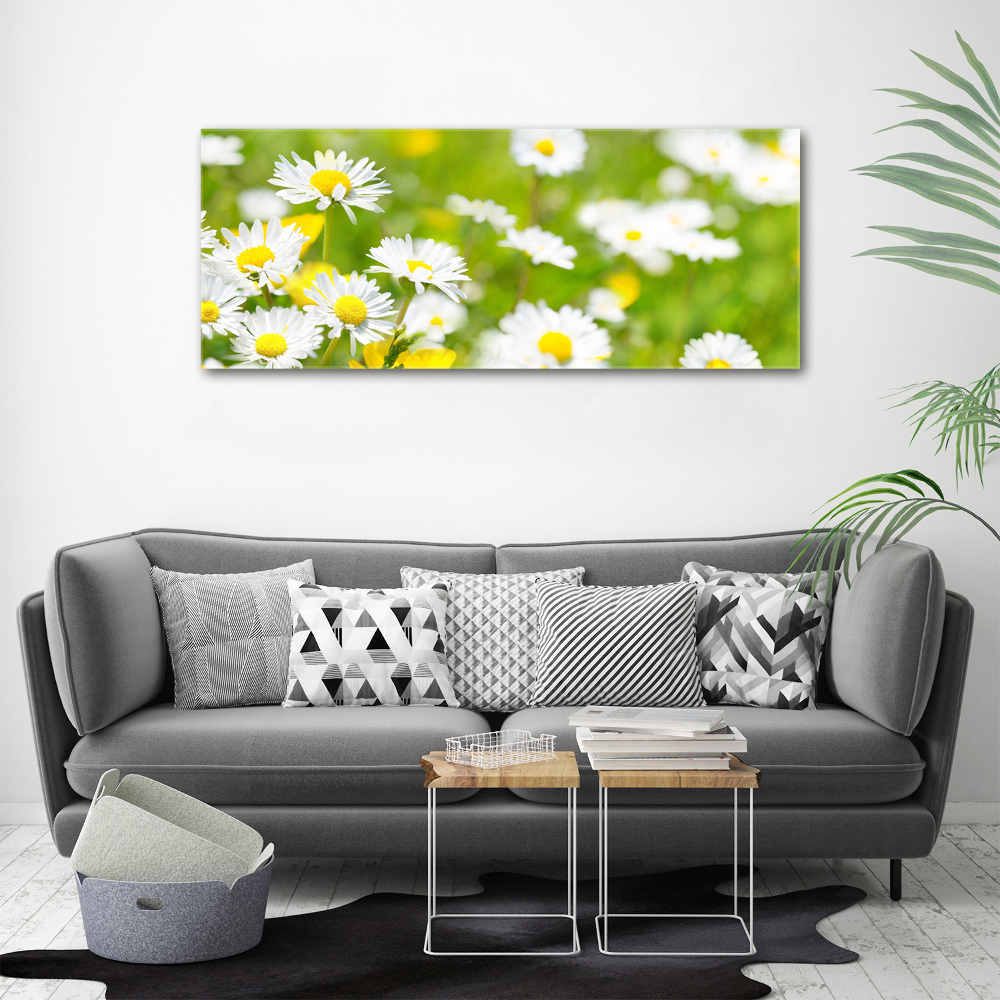 Foto obraz canvas Stokrotki