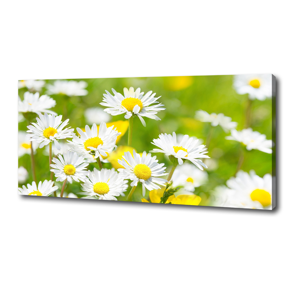 Foto obraz canvas Stokrotki