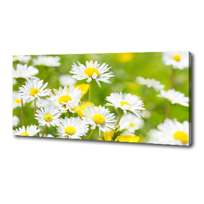 Foto obraz canvas Stokrotki
