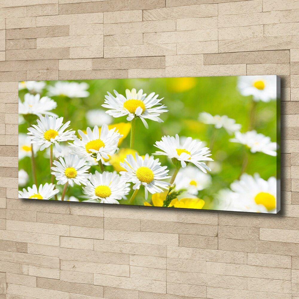 Foto obraz canvas Stokrotki