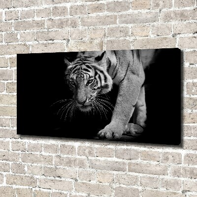 Duży foto obraz na ścianę canvas Tygrys