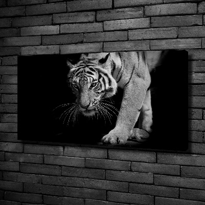 Duży foto obraz na ścianę canvas Tygrys
