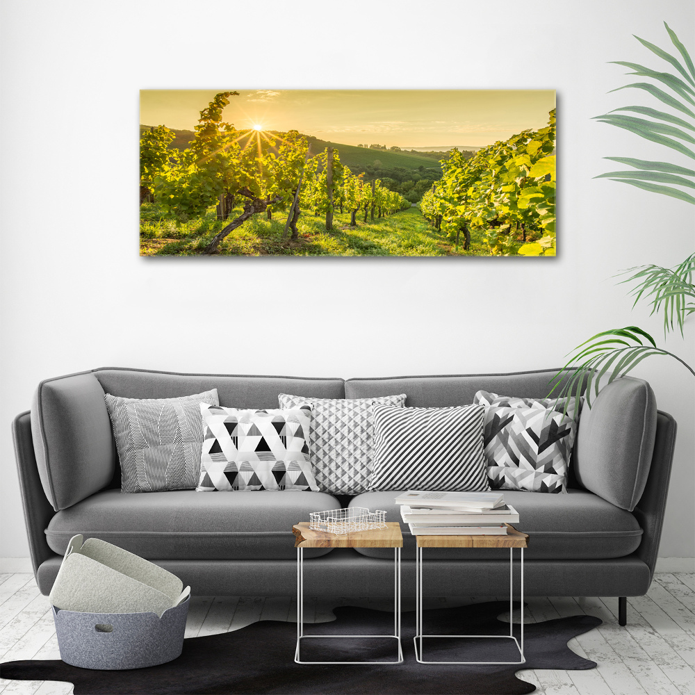 Foto obraz canvas Winnica