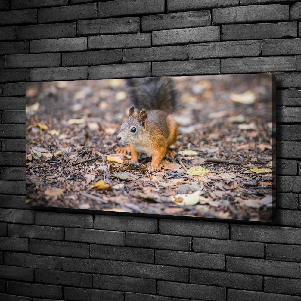 Foto obraz canvas Wiewiórka
