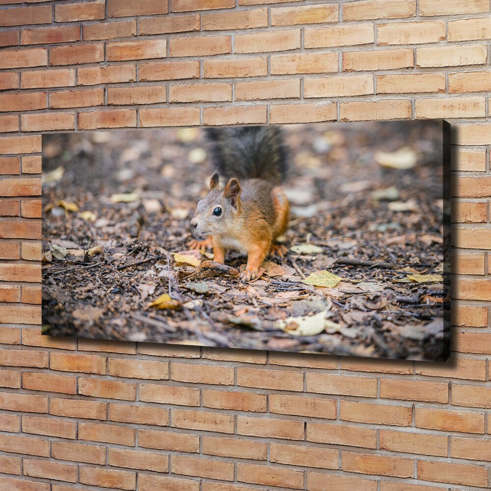 Foto obraz canvas Wiewiórka