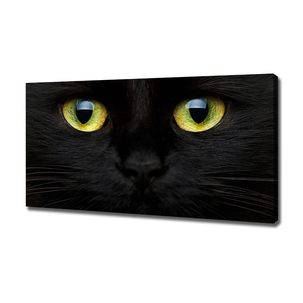 Foto obraz canvas Kocie oczy