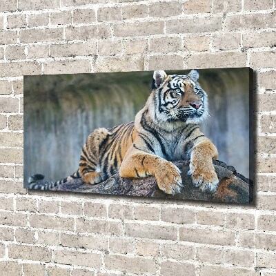 Duży foto obraz na ścianę canvas Tygrys