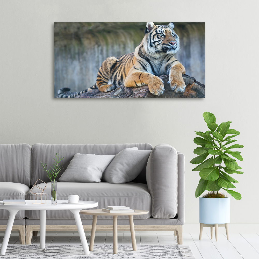 Duży foto obraz na ścianę canvas Tygrys