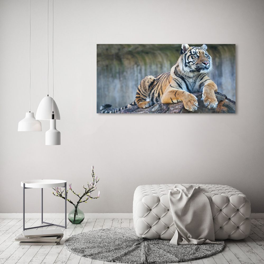 Duży foto obraz na ścianę canvas Tygrys
