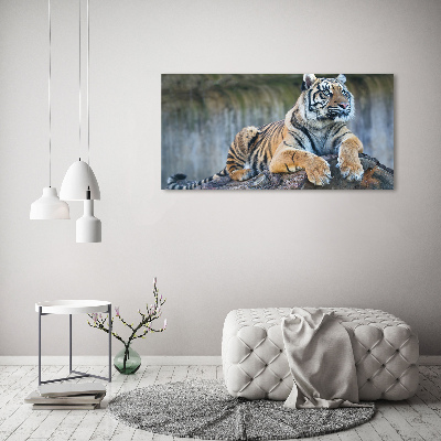 Duży foto obraz na ścianę canvas Tygrys