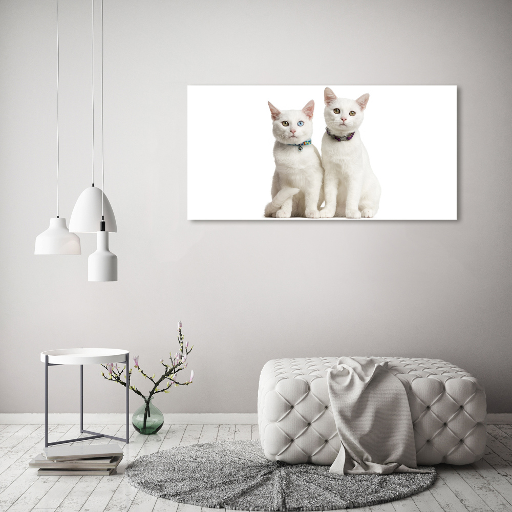 Foto obraz canvas Białe koty