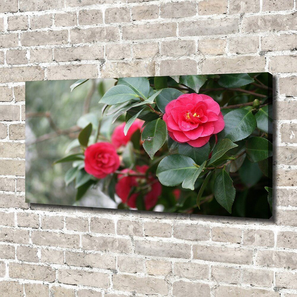 Foto obraz canvas Kamelia