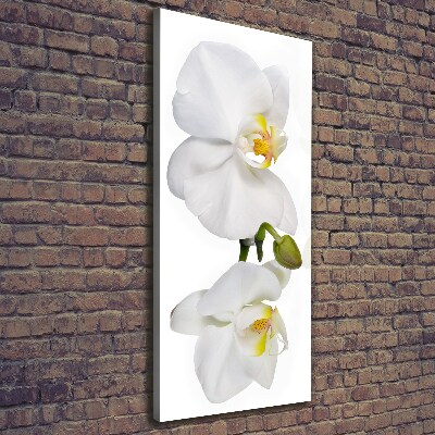 Foto obraz na płótnie pionowy Biała orchidea