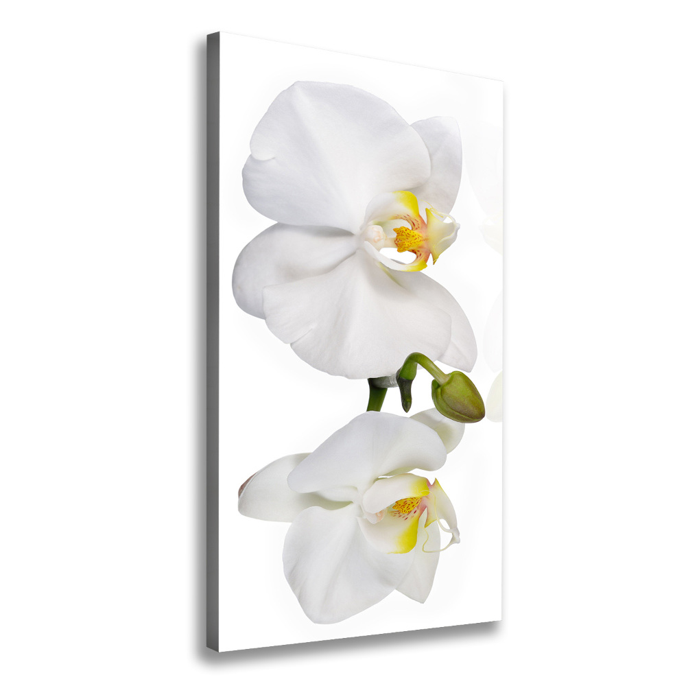 Foto obraz na płótnie pionowy Biała orchidea