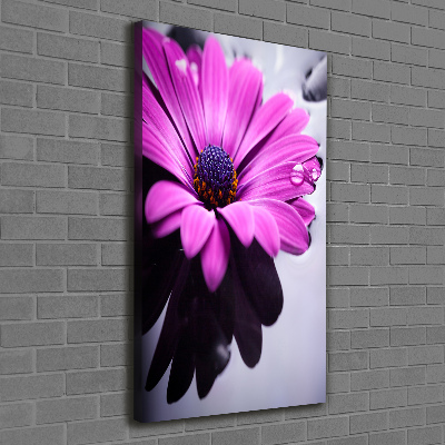 Foto-obraz canvas do salonu Różowa gerbera