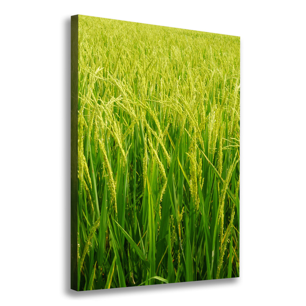 Foto-obraz canvas do salonu Plantacja ryżu