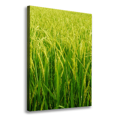 Foto-obraz canvas do salonu Plantacja ryżu