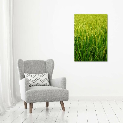 Foto-obraz canvas do salonu Plantacja ryżu