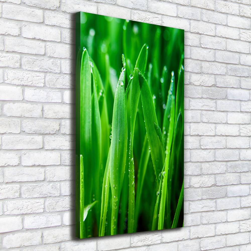 Foto obraz canvas pionowy Źdźbła trawy